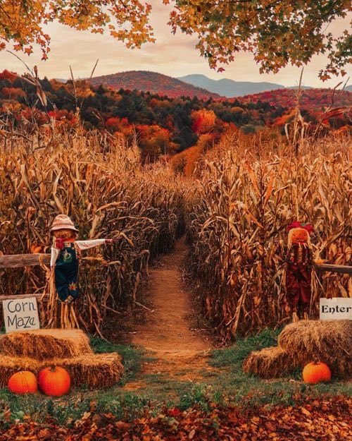 aperfectpumpkin's tweet photo. https://t.co/DMXRreVoA8