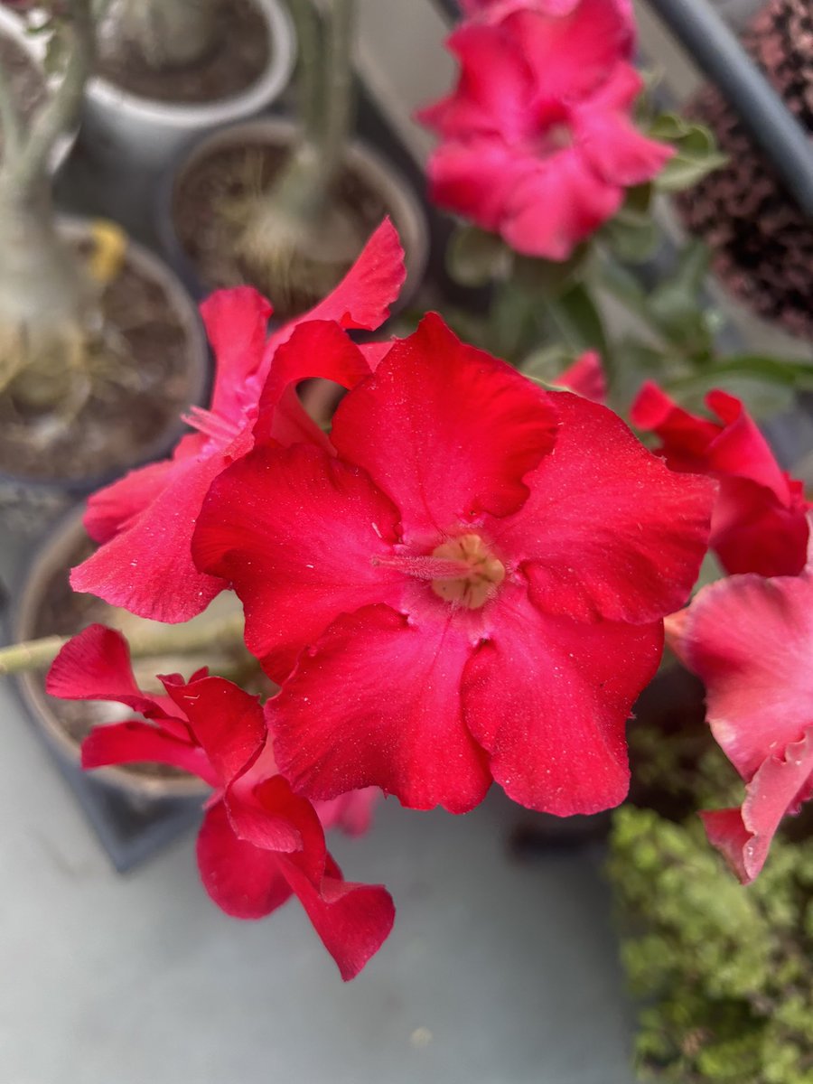 JainLime's tweet photo. My smiling Adeniums #adeniums #adenium #smilingflowers https://t.co/goCc8NRIPX