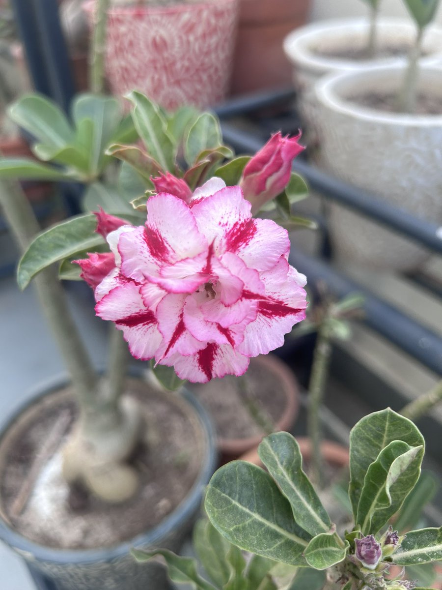 JainLime's tweet photo. My smiling Adeniums #adeniums #adenium #smilingflowers https://t.co/goCc8NRIPX