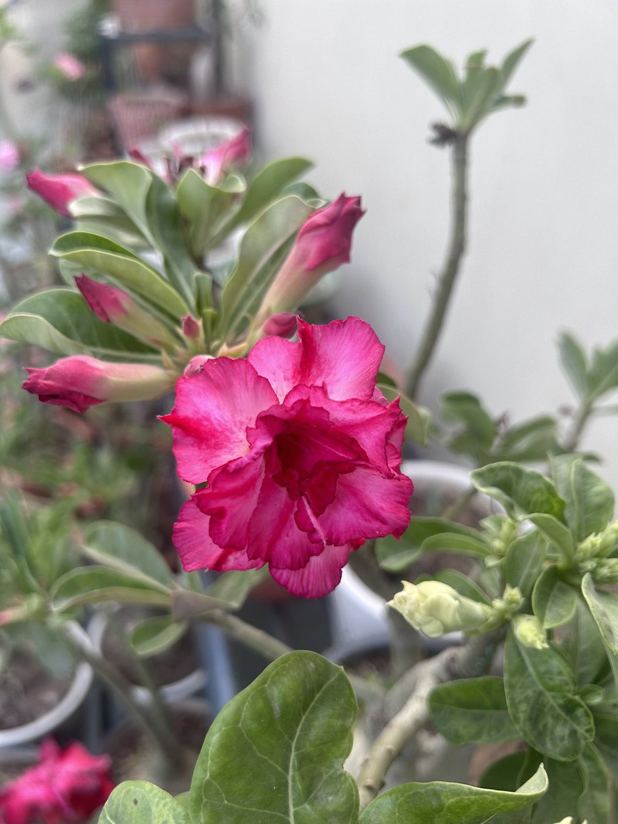 JainLime's tweet photo. My smiling Adeniums #adeniums #adenium #smilingflowers https://t.co/goCc8NRIPX