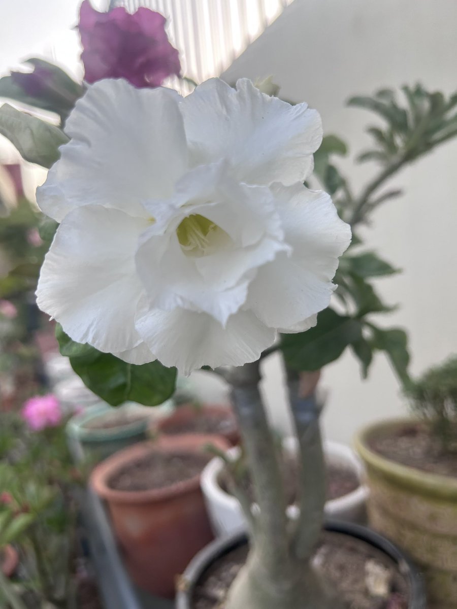 JainLime's tweet photo. My smiling Adeniums #adeniums #adenium #smilingflowers https://t.co/goCc8NRIPX