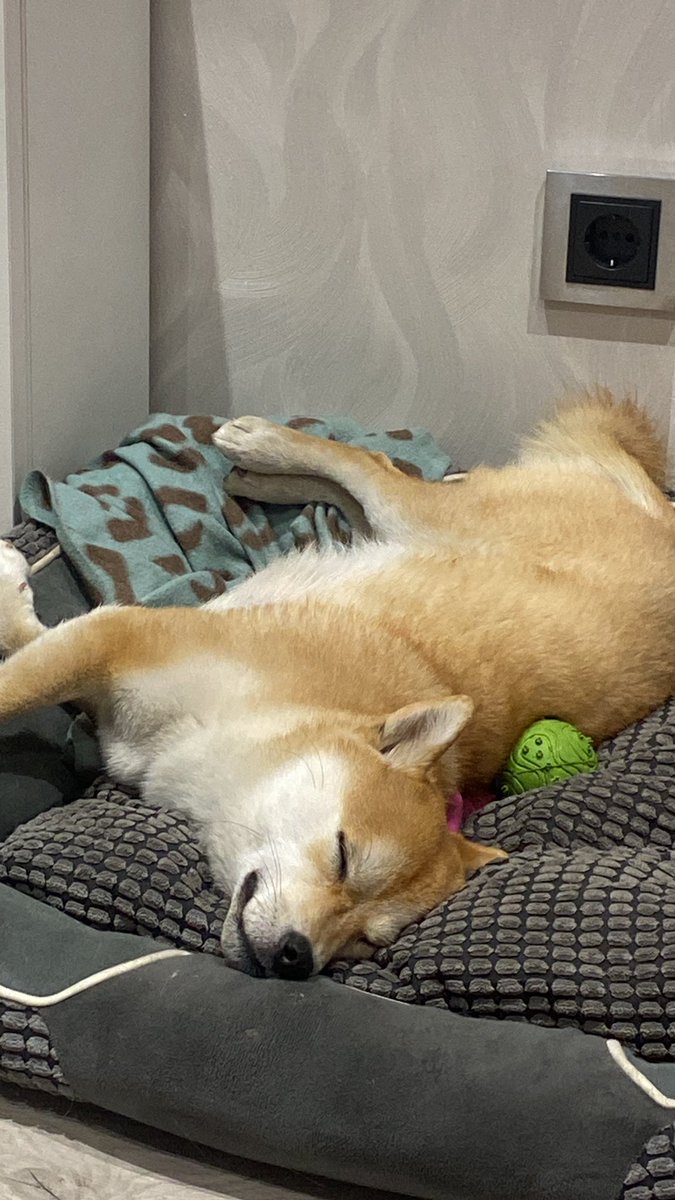 BpNereea's tweet photo. la gente tiene mucho odio dentrooo por favorrr mirad esta foto de mi perra durmiendo y relajaos 🫶🏻🫶🏻 https://t.co/FX6feI57lQ