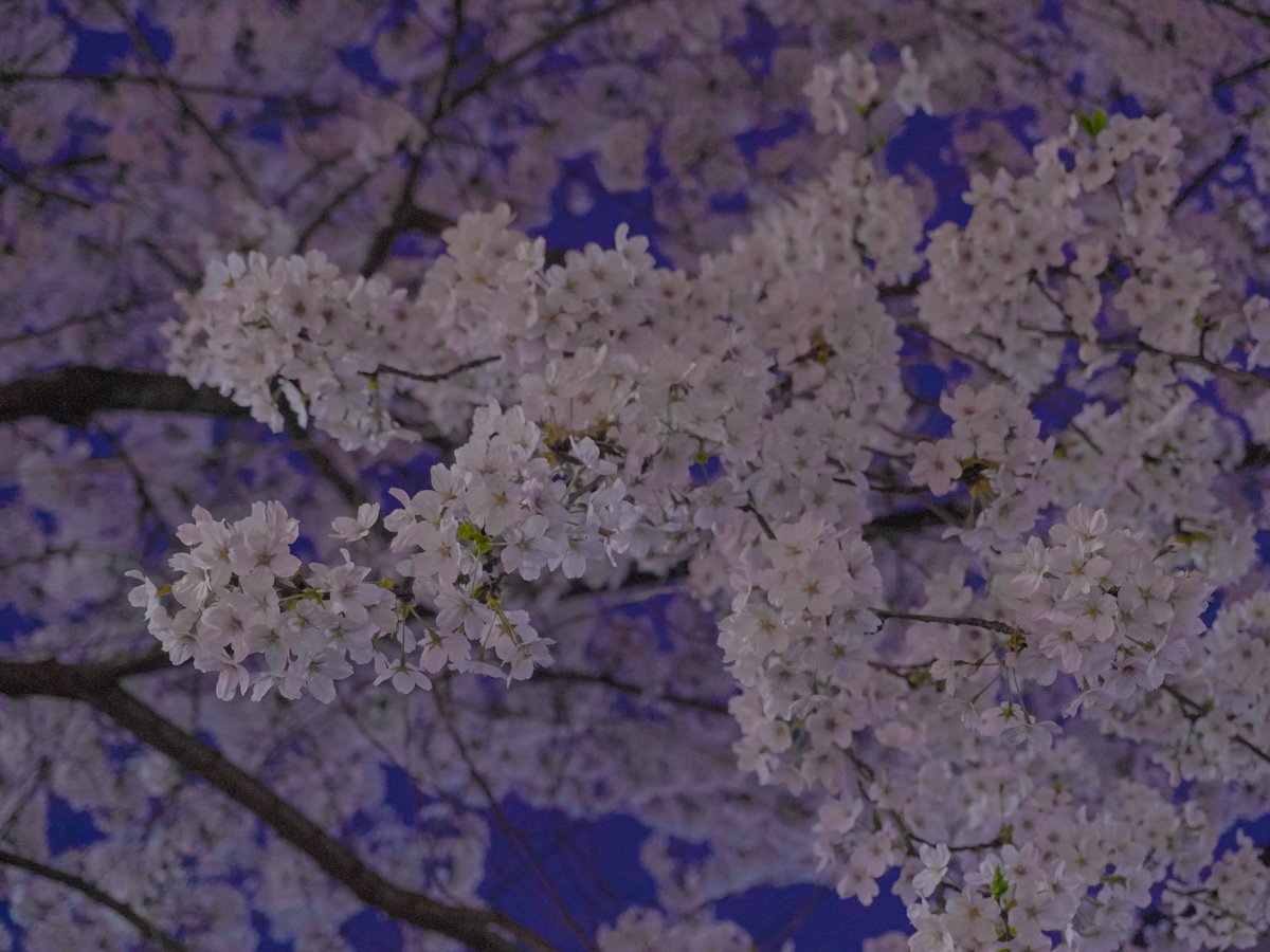 ste_graphy's tweet photo. Cherry blossoms in Hapjeong, South Korea
#blossom #korea #koreatravel #Photo #sony #ZVE10 https://t.co/ftHFdcT7lz