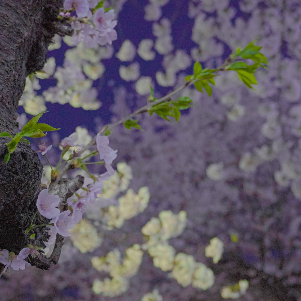 ste_graphy's tweet photo. Cherry blossoms in Hapjeong, South Korea
#blossom #korea #koreatravel #Photo #sony #ZVE10 https://t.co/ftHFdcT7lz