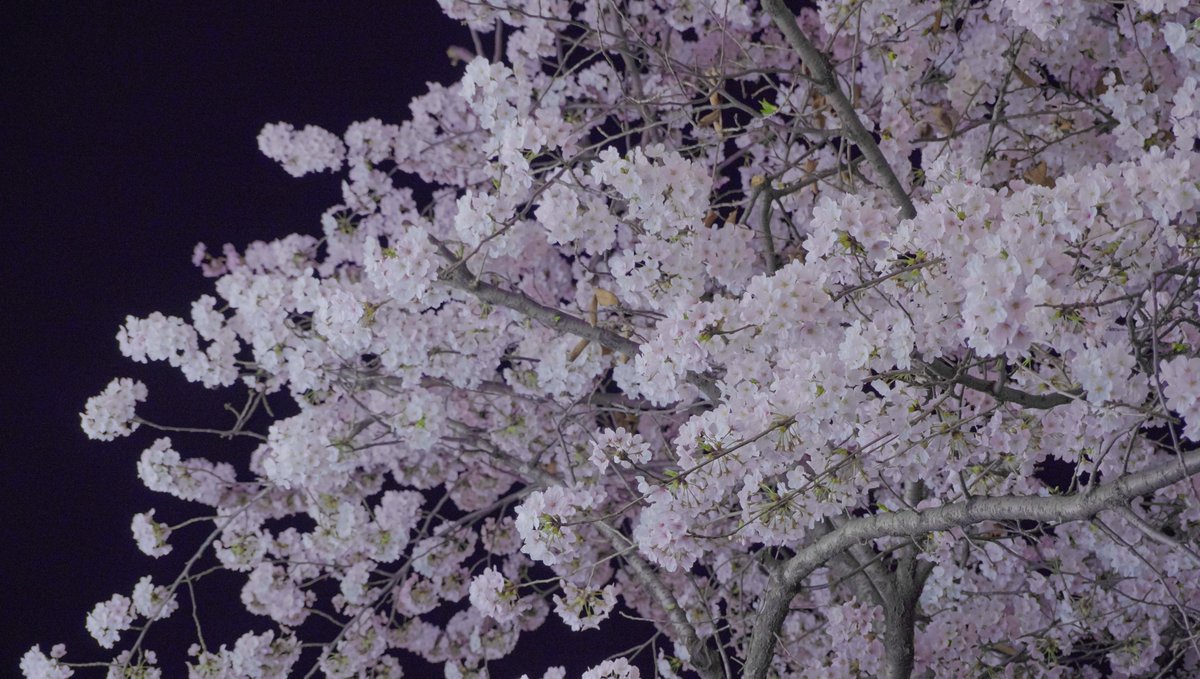 ste_graphy's tweet photo. Cherry blossoms in Hapjeong, South Korea
#blossom #korea #koreatravel #Photo #sony #ZVE10 https://t.co/ftHFdcT7lz