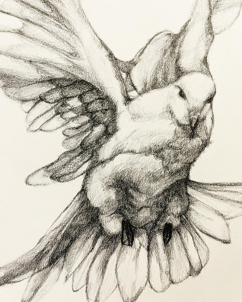 Fly to everyone who need peace in their mind   

Pencil drawing on paper 
2023 

#drawing #pencildrawing #dessinstudy #artstudy