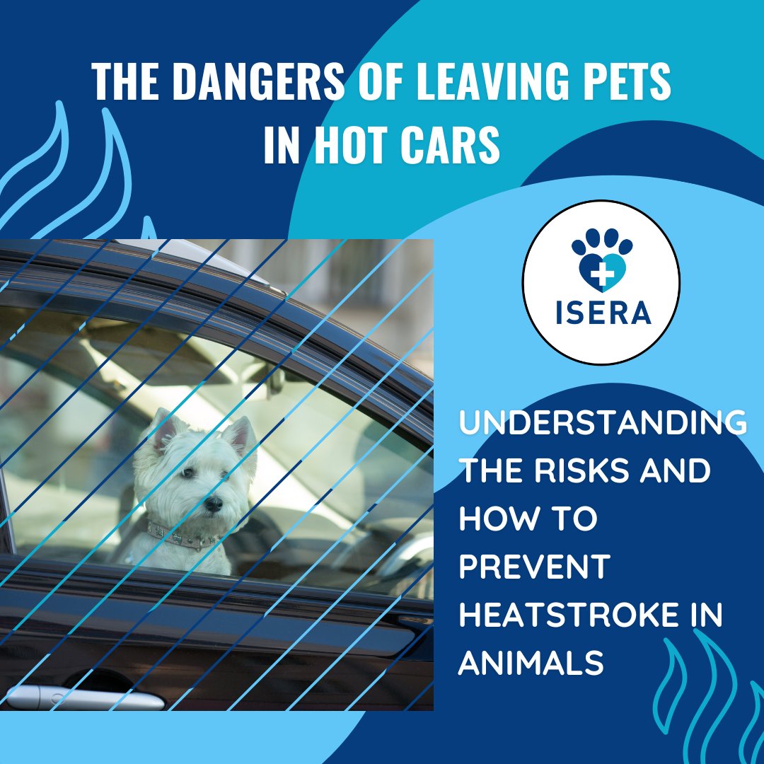 Don't risk your pet's #life by leaving them in a #hot car 
🚗☀️
Check out our latest post and learn how to prevent #heatstroke in animals! 
linktr.ee/iseranimals 👈

#PetSafety #HeatstrokePrevention #HotCarDangers #ISERA #animalcare #summer