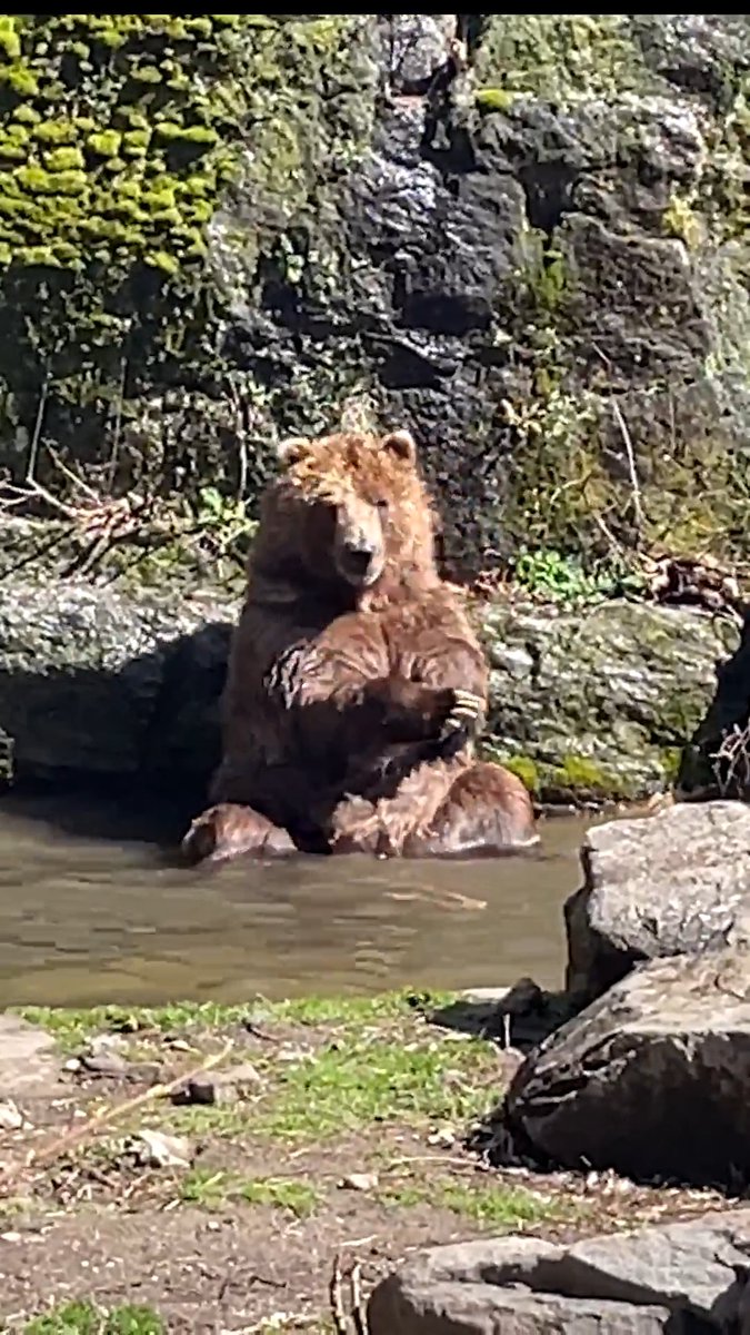 Bronx Zoo on Twitter "Once the weather turns warm, you’ll often see our brown bears enjoying