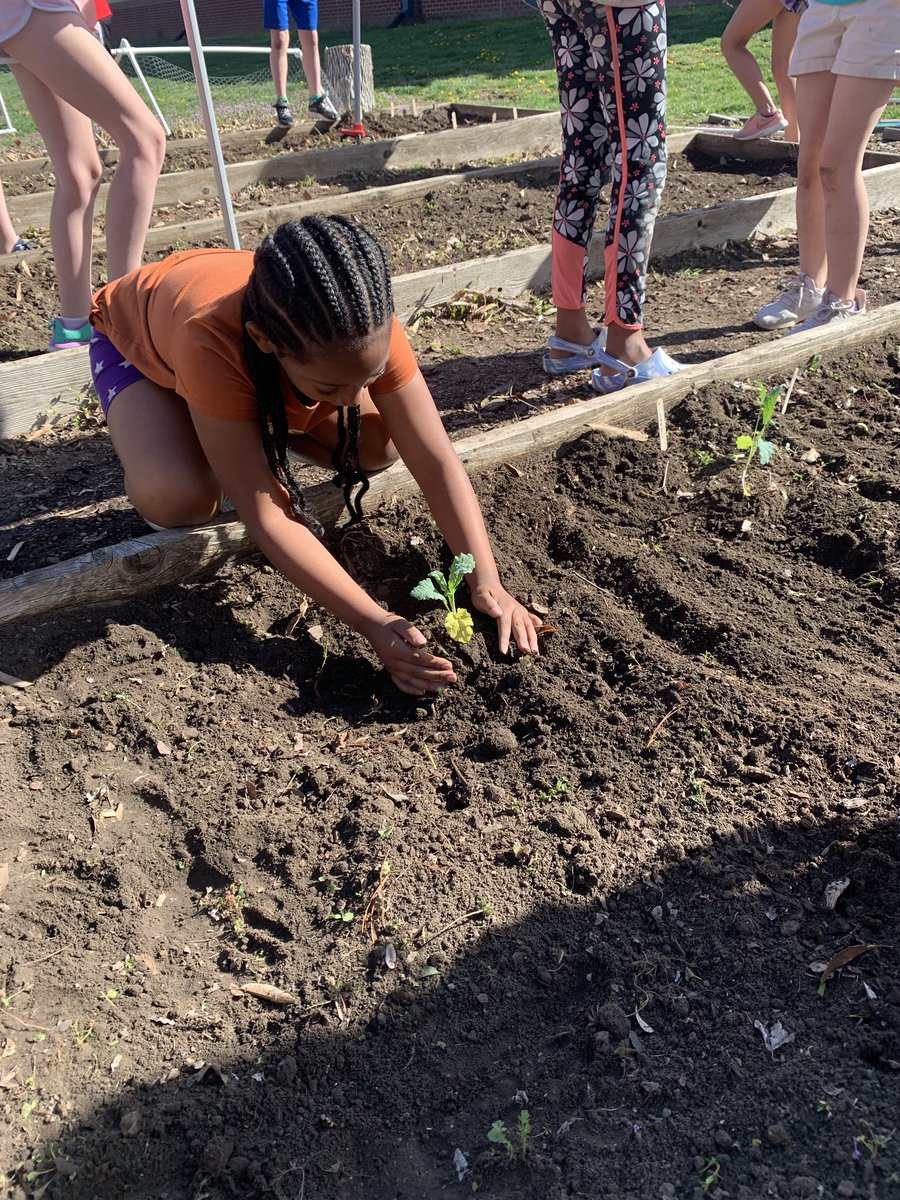 Studio3EPiC's tweet photo. Getting our hands dirty today! Our garden has been cleaned up and planted for a late spring harvest! @EpicElementary @LIBERTYSCHOOLS #schoolgardens #EpicMarket 🥬🥕🥔🍅🫑 https://t.co/dohqZZ0O8S