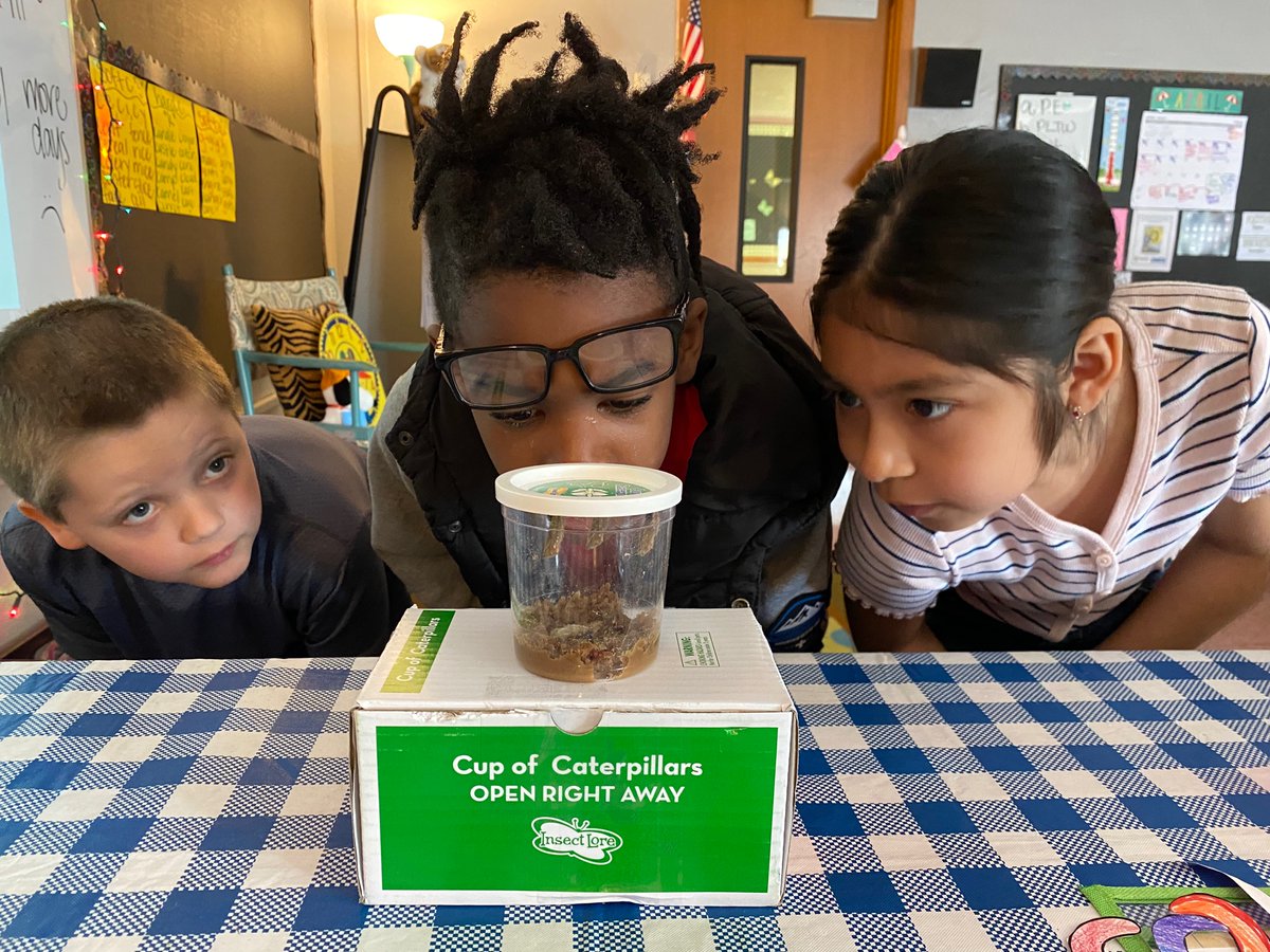 LJohnsonTeacher's tweet image. We are beyond intrigued with our Painted Lady Caterpillars! The students asked if we could research butterflies…YES! @NatGeo @smithsonian @Scholastic @epic4kids @InsectLoreEU @3TrailsTigers @ISDSchools @pbsteachers @SciShow #isdstrong #inquirybased #letthemlead @MDC_online
