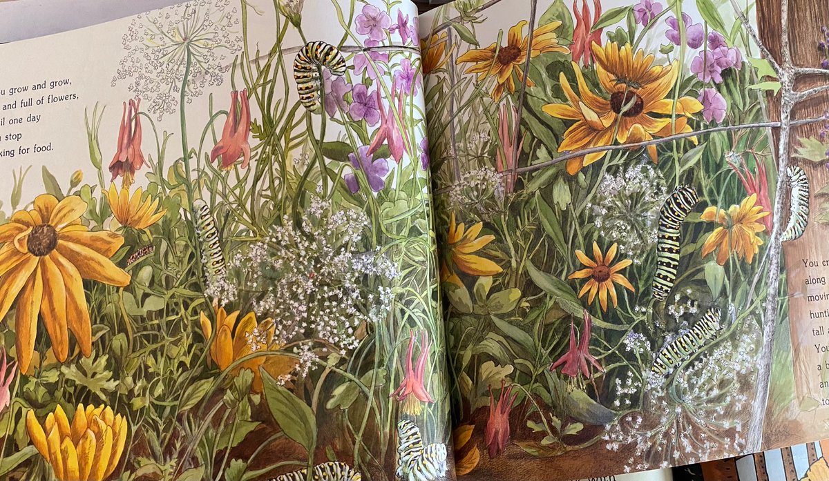 LJohnsonTeacher's tweet image. We are beyond intrigued with our Painted Lady Caterpillars! The students asked if we could research butterflies…YES! @NatGeo @smithsonian @Scholastic @epic4kids @InsectLoreEU @3TrailsTigers @ISDSchools @pbsteachers @SciShow #isdstrong #inquirybased #letthemlead @MDC_online