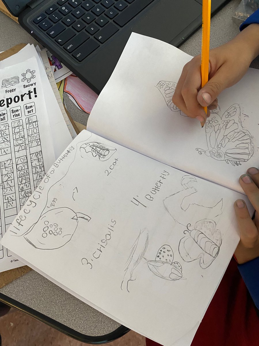 LJohnsonTeacher's tweet image. We are beyond intrigued with our Painted Lady Caterpillars! The students asked if we could research butterflies…YES! @NatGeo @smithsonian @Scholastic @epic4kids @InsectLoreEU @3TrailsTigers @ISDSchools @pbsteachers @SciShow #isdstrong #inquirybased #letthemlead @MDC_online