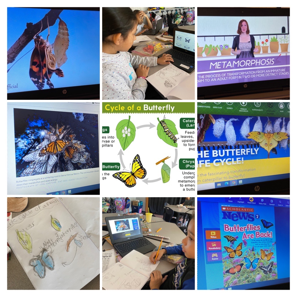 LJohnsonTeacher's tweet image. We are beyond intrigued with our Painted Lady Caterpillars! The students asked if we could research butterflies…YES! @NatGeo @smithsonian @Scholastic @epic4kids @InsectLoreEU @3TrailsTigers @ISDSchools @pbsteachers @SciShow #isdstrong #inquirybased #letthemlead @MDC_online