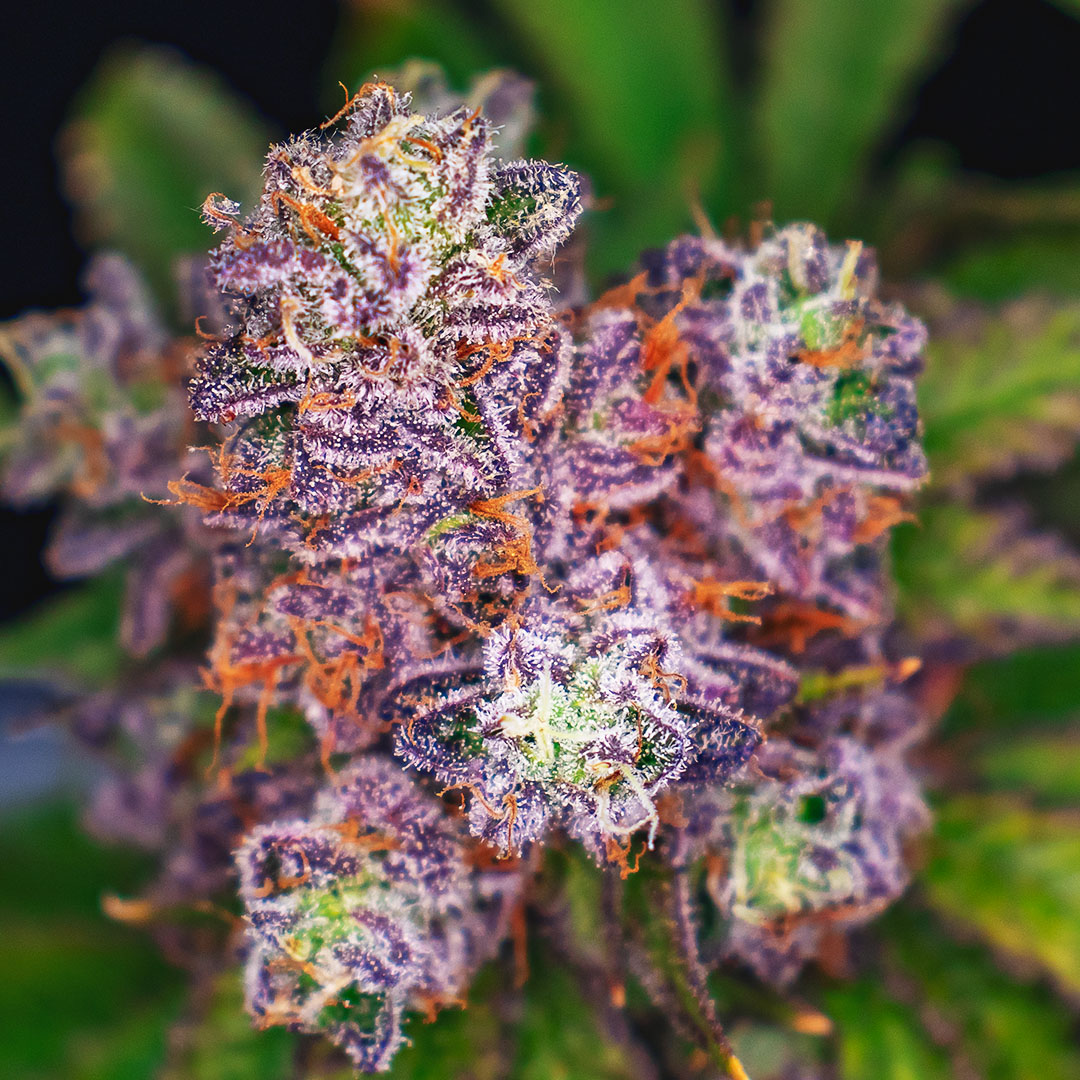 NuvuePharma's tweet photo. With #HarvestWeek... We get to show off the fresh perps and terps. Our #NightNurse will let you know if you've had a long day.
#NuVue #NuVuePharma https://t.co/wi1vta4crq