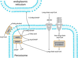 lipidchronicles's tweet photo. The origin of long-chain fatty acids required for de novo ether lipid/plasmalogen synthesis https://t.co/h2BPqcXHaf (@jlipidres) https://t.co/QlJ4IqSAuC