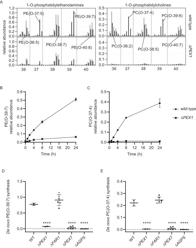 lipidchronicles's tweet photo. The origin of long-chain fatty acids required for de novo ether lipid/plasmalogen synthesis https://t.co/h2BPqcXHaf (@jlipidres) https://t.co/QlJ4IqSAuC
