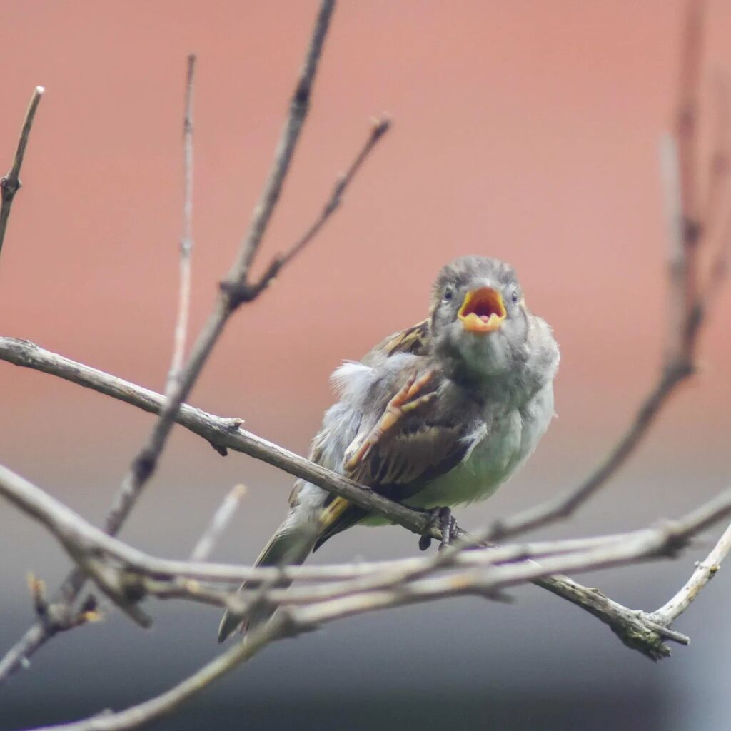 gttavisions's tweet photo. Here are some photos of House Sparrows being weird little guys.
.
.
.
#bird #birds #birding #birds_captures #birdsofinstagram #birdstagram #birdphotography #birdsofontario #sparrow #sparrows #housesparrow #housesparrows #sparrowsofinstagram #housesparrow… https://t.co/eKK7tegZnB https://t.co/LGuQ2hDayS