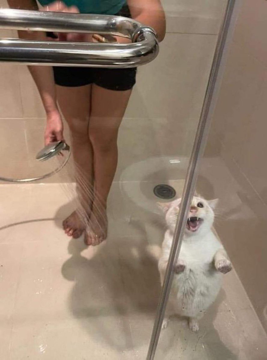 chaoticcatpics's tweet photo. get him out!! https://t.co/2WDYcTuUtF