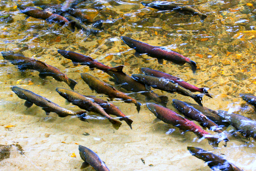 scienceworldca's tweet photo. Forest ecologist Dr. Teresa (Sm'hayetsk) Ryan's research asks: can we save Pacific salmon populations by restoring coastal forests?
Read @michellecyca's story about ancient forms of environmental stewardship on our website: https://t.co/HmNXDaN0xE https://t.co/Jcug29O4lu