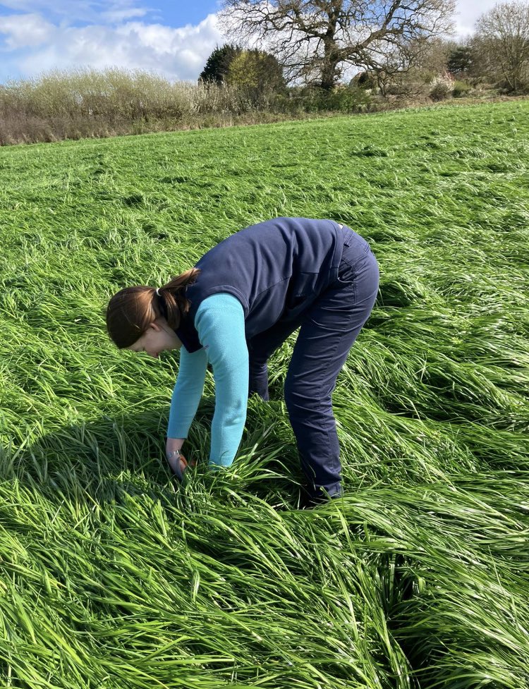 kiteconsulting's tweet photo. 🌱 We’ve got numerous clients in the South West with ALOT of grass & there’s a weather window forecast for next week! @AgricVic is busy on farm taking fresh grass samples for pre-cut testing. #HighQualityForage #Silage2023 #PeoplePlanetProfit https://t.co/v6xsvYVJyd