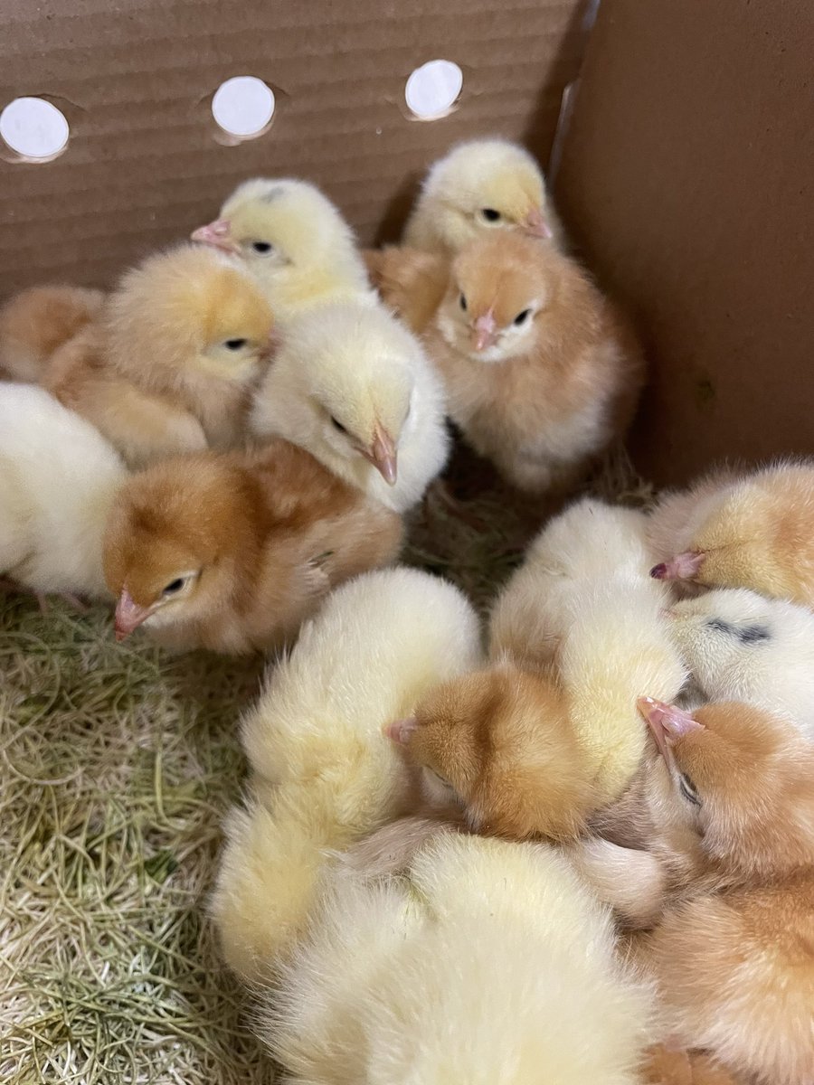 SPCoopAgTeam's tweet photo. What’s that sound? It’s chick season! 🐣 

Place your orders today for a variety of chickens and turkeys at the Agro Centre! 

All chicken accessories also in stock! 

Also don’t miss out on Chick Days, May 3rd, where we will have a variety of chicks to take home. 

#chickens https://t.co/KUGuxxOLwV