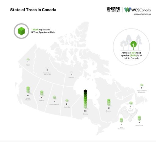 CdnNatureSci's tweet photo. Looking forward to sharing our @WCS_Canada #SHAPEofNature report on the state of Canada's trees @ next week's webinar on Species at Risk recovery. Sign up to learn more about what we can all do to help!
@NRCan #2BillionTrees
https://t.co/Up3ogP6SM7 https://t.co/MblM5mD06T
