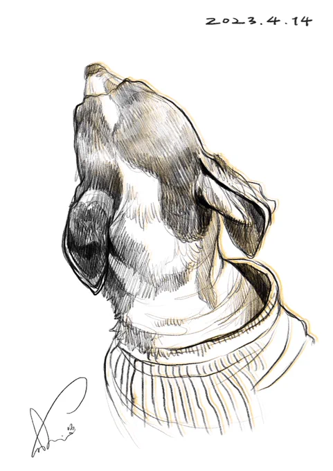 今日の愛犬を描きました。 