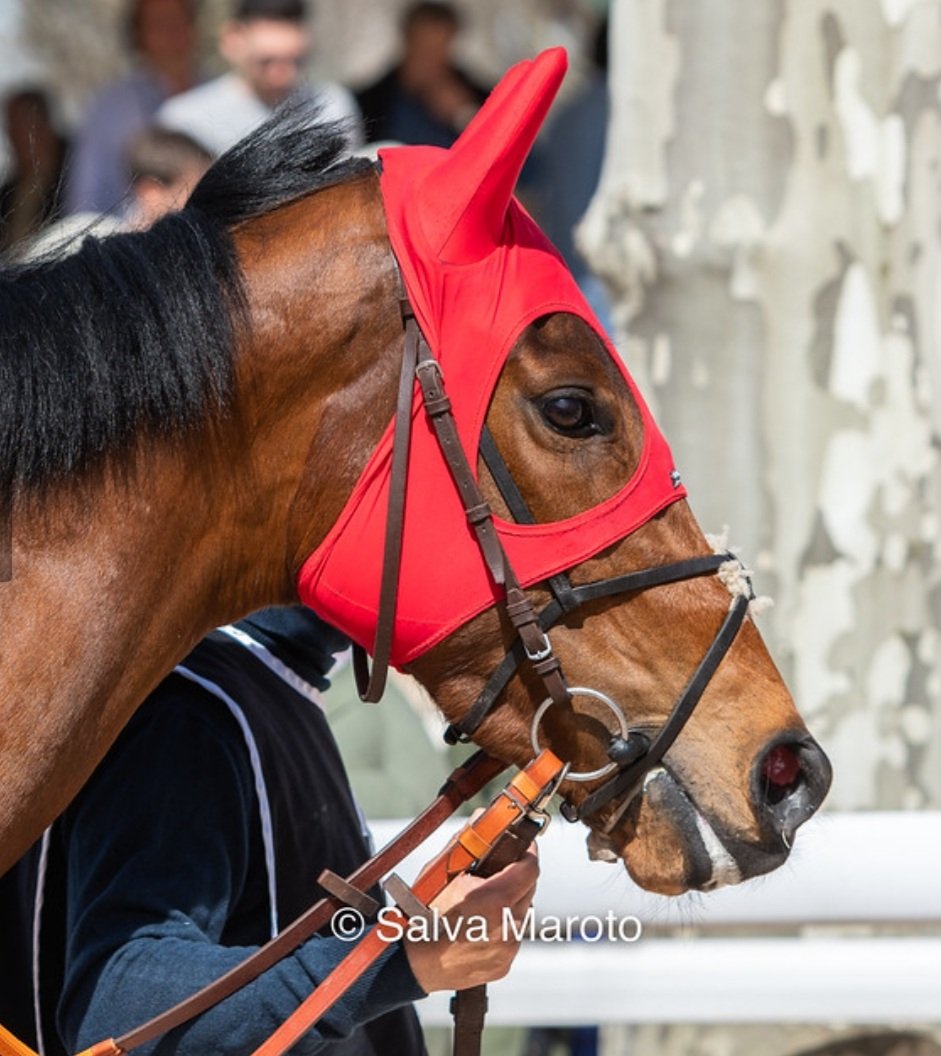🔴Walkczak🔴
Nueva carrera para nuestra yegua, será la tercera carrera de este Domingo. Otro día más con ese hormigueo en el estómago y ganas de disfrutarla. Mucha suerte equipo <a href="/Nicodejulian/">Nicolás de Julián</a> <a href="/PaquitJimenez/">Francisco Jimenez</a> 
Fotografía de @colosseo3