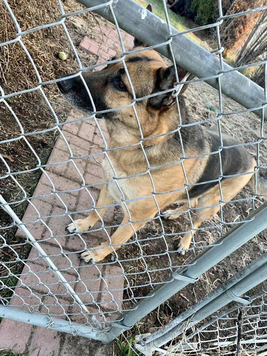 Welp, my ESA is at the vet for minor dental surgery and imaging because the vet believes he will also need an intensive surgery to repair a suspected tear in one of his legs.
I’m very uncomfortable, stressed, frazzled, etc.
Am not doin okay today…