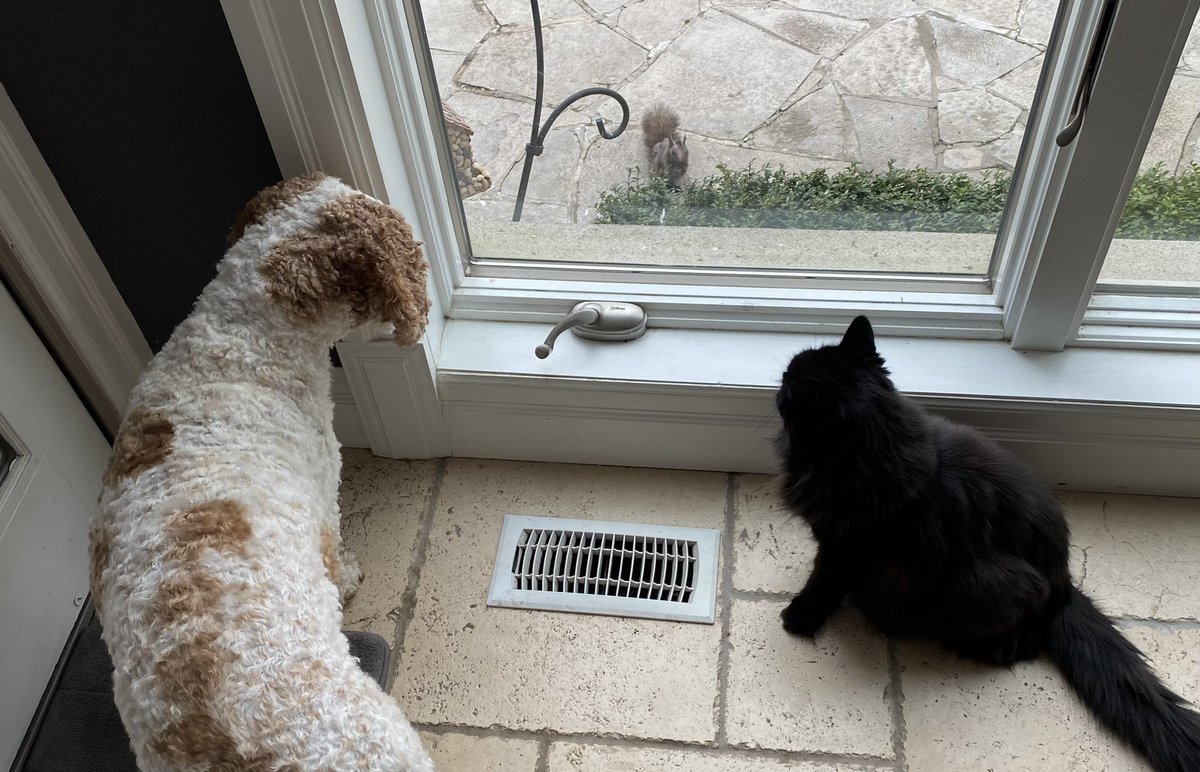 Pawsitively Fred on Twitter: "Adorable! I like to teach my cat sis how