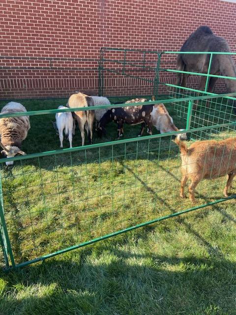 theWPboard's tweet photo. More WP Wellness Day Goodness!  Travis Manion Service, Petting Zoo oh my! https://t.co/10vMGp2Nbb
