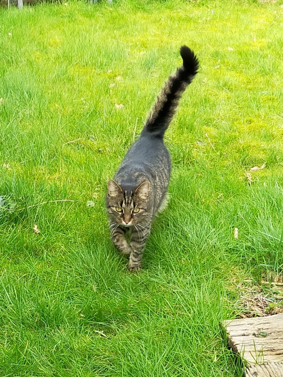 PPloim's tweet photo. #CatsOfTwitter #CatsOnTwitter
 #cats 
Elloooo my Frens
It's been a long time ago 
Ther ar sum femely issues,an it's a bit stressy,ai take good care for evrybadie so I have not so mutch time for the twipper,
I luv Yu all,take care,I will be back soon okay, bye 😺💞 https://t.co/vD2GBRmRNy