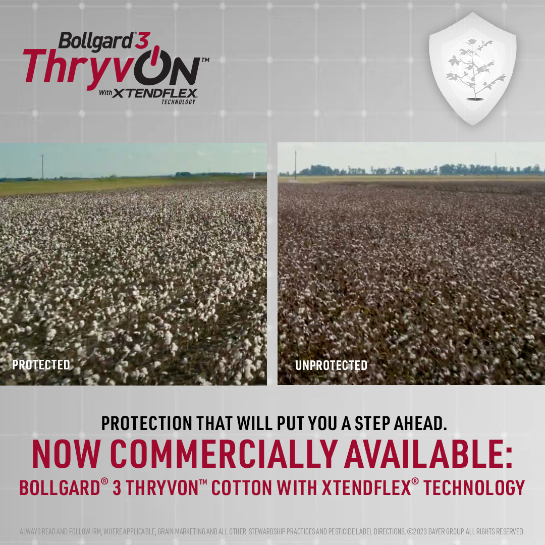 DELTAPINE's tweet photo. Don’t let key tarnished plant bug & thrips species eat at your bottom line. #ThryvOn Technology is the industry's first cotton biotech trait to offer built-in #AddedProtection against them. Pair with Deltapine #StrongCotton, that'll put you a step ahead.
https://t.co/zT5VwKJJJw https://t.co/xrMOZJzKUK
