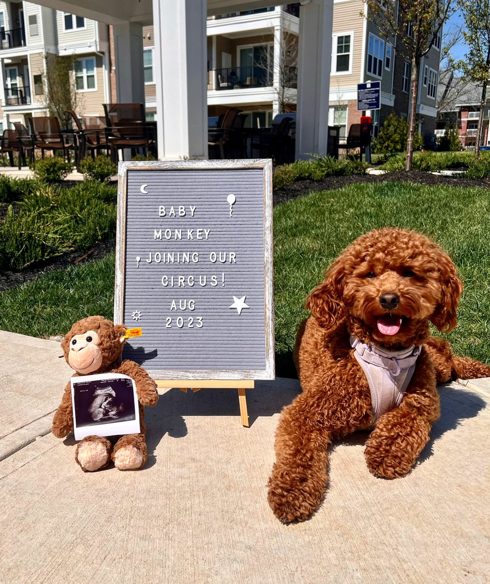 ambISH1n's tweet photo. Baby Fraser making their debut August 2023! We can’t wait! https://t.co/64pHeY2fBU