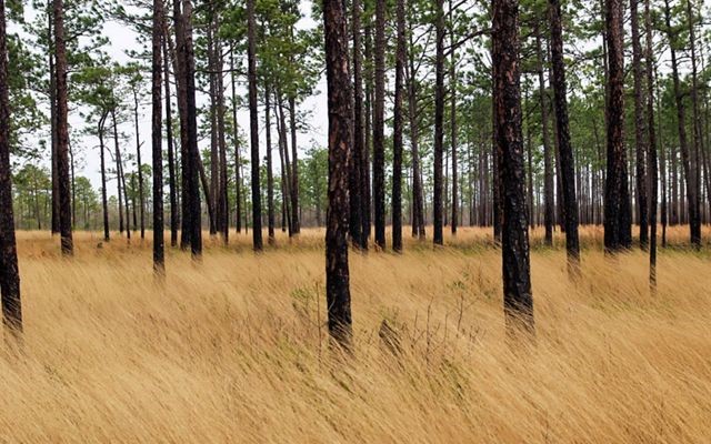 Did you graduate college with a biological or ecological focused bachelor’s degree within the last 2 years (6 for veterans)? If so, you may be eligible via the Pathways program for our Ecological position. Visit usajobs.gov/job/718395900 to learn more. #Aiken #Augusta #USFS #Jobs
