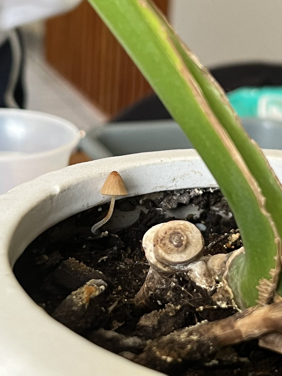 einantonio's tweet photo. @Fungi_Cosas Mira lo que creció en una maceta adentro de la casa. ¿Qué hongo será? https://t.co/TYg2ie096v