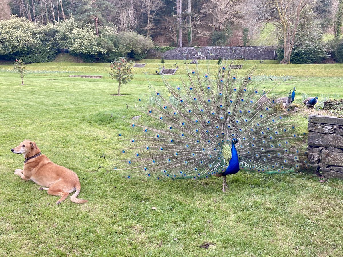 Everyone's come to see what I'm doing. Just a bit of raking, that's all. #groupactivity