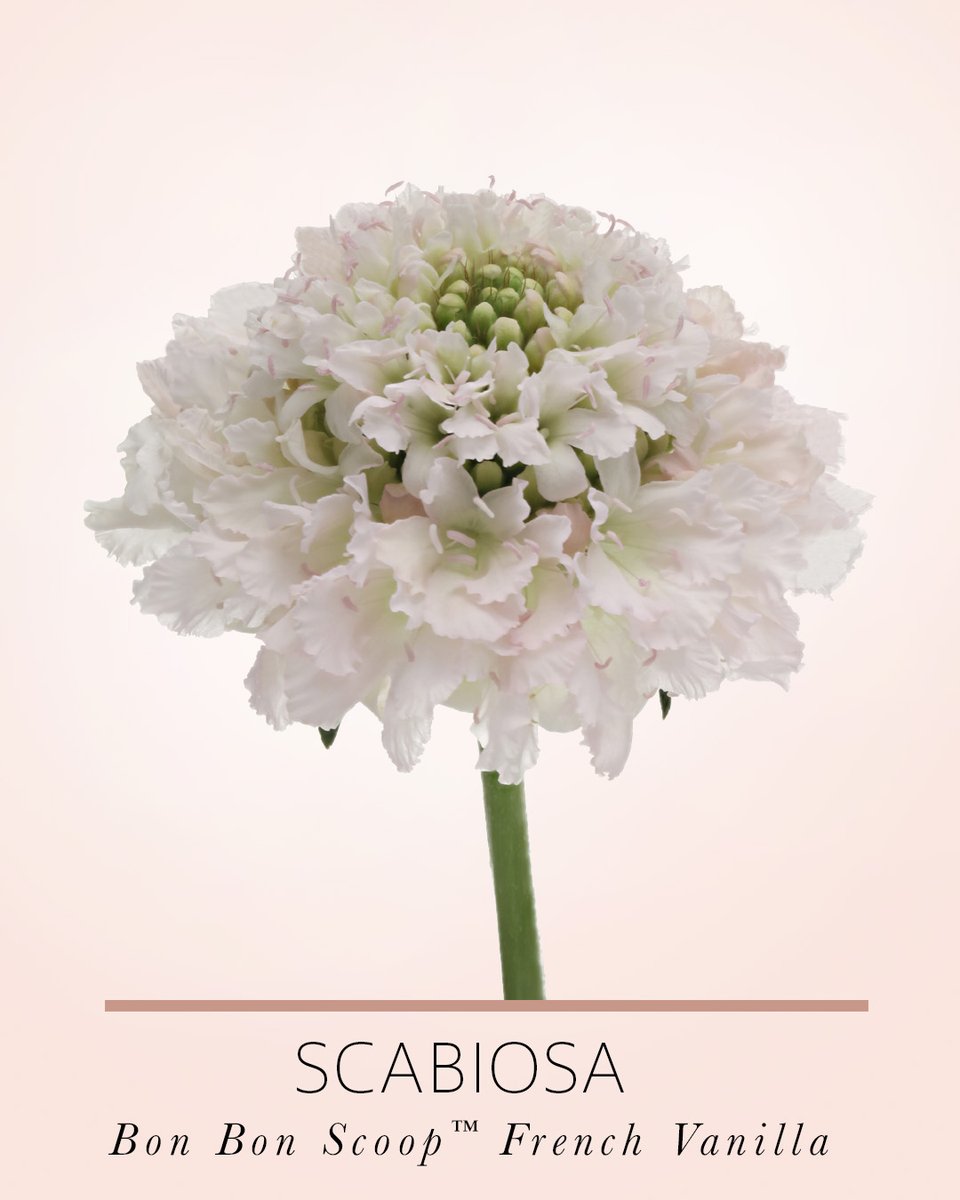 Marginpar's tweet photo. We're excited to introduce our newest addition to the Marginpar family - the Scabiosa Bon Bon Scoop™ French Vanilla variety! 😍
#scabiosa #floralnews #newflower #marginpar https://t.co/AGkm28MEvO