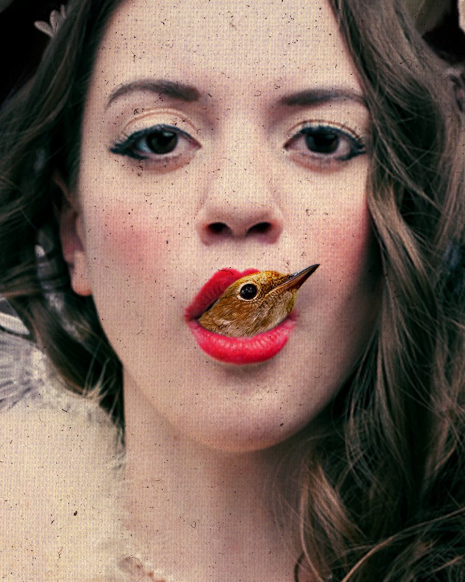 One Yellow Rabbit tweet media