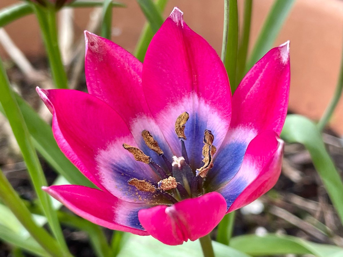 nikkilewisphoto's tweet photo. Brilliantly bright ‘little beauty’ tulip.

#tulip #littlebeauty #flower #flowers #springflowers #spring #garden #bright #pink #blue #white #nature #closeup #petals #leaves #leaf https://t.co/JmvC32N7dr