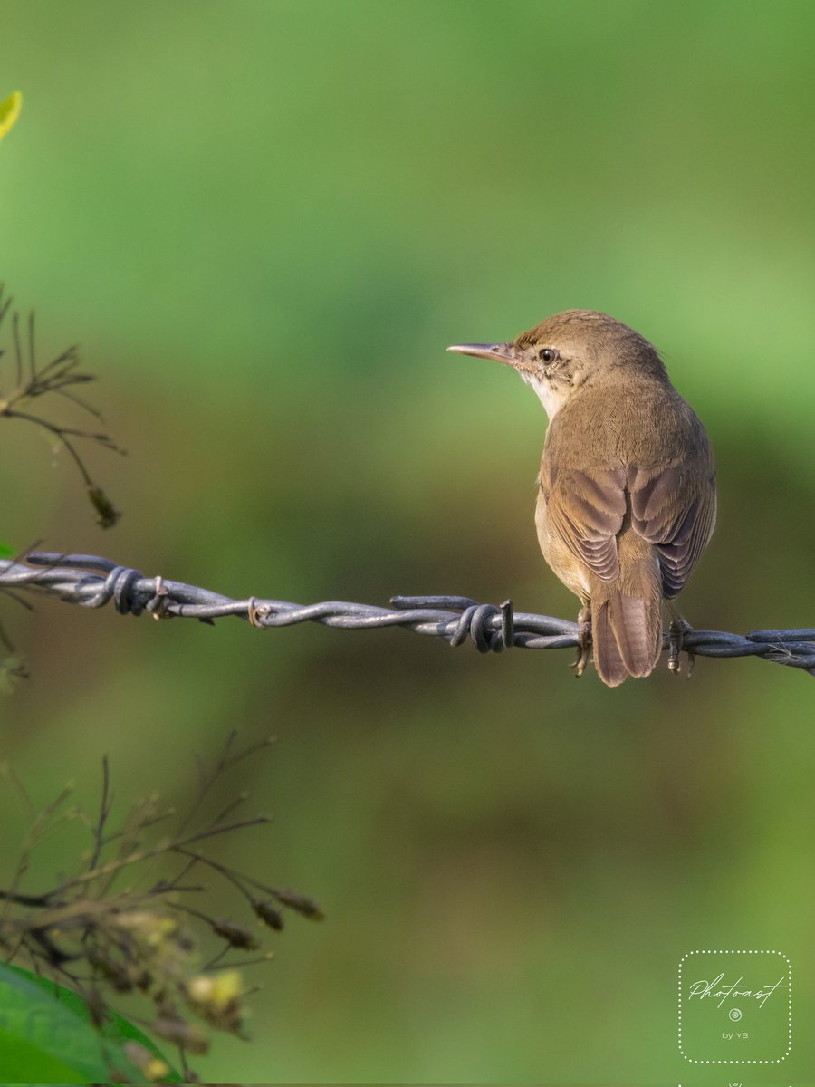 Just a #BootedWarbler chilling on a barbed wire. 

#BirdsSeenIn2023 #birdphotography #BirdsOfTwitter #birding