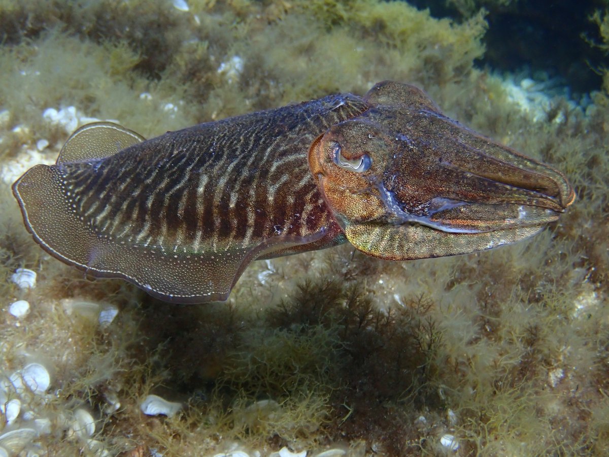 AdventuresAtRBC's tweet photo. A fantastic final day at Cirkewwa which included moray eels, cuttlefish, the wrecks of a patrol boat and a fishing trawler, and some amazing underwater rock formations. Three boys completed their Advanced Open Water qualification and 10 were awarded their Open Water. What a trip! https://t.co/68lvStLmUa