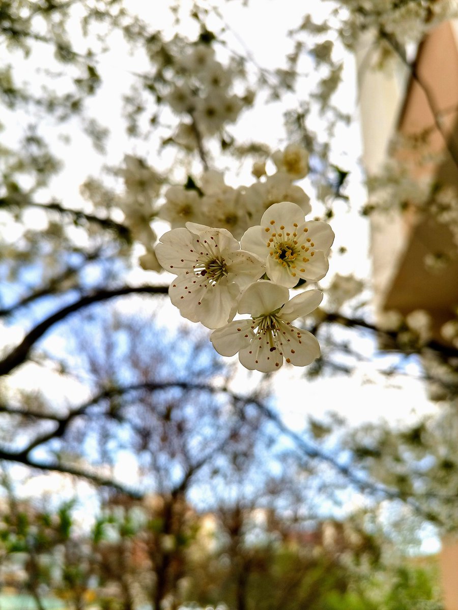 Çiçekler dalında güzel.
