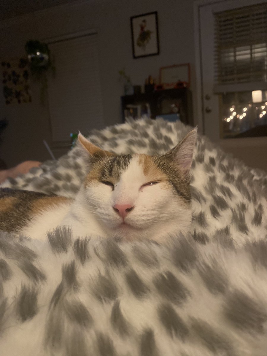 AshlynBaldi08's tweet photo. @DontShowYourCat she sleep https://t.co/GF9sXjPQmS