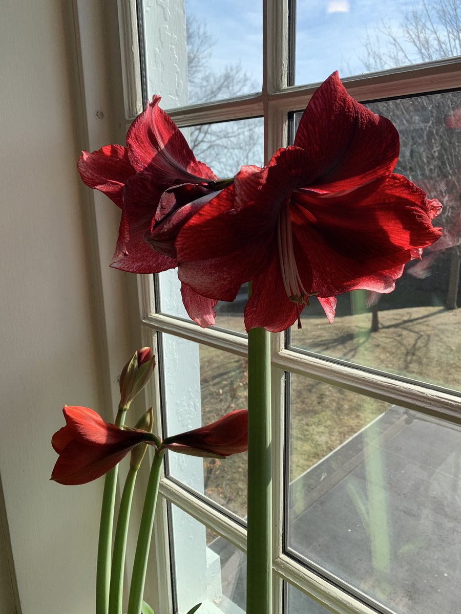 YaleCIE's tweet photo. Welcome to 380 Edwards, home to the @YaleEnvironment’s Center for #IndustrialEcology and the Seto Lab: #Urbanization &amp; #Global Change. We are incredibly fortunate to have our resident botanical expert, Tim de Cerbo who helps usher in spring with his beautiful blooms! https://t.co/ov8ClW5S4i