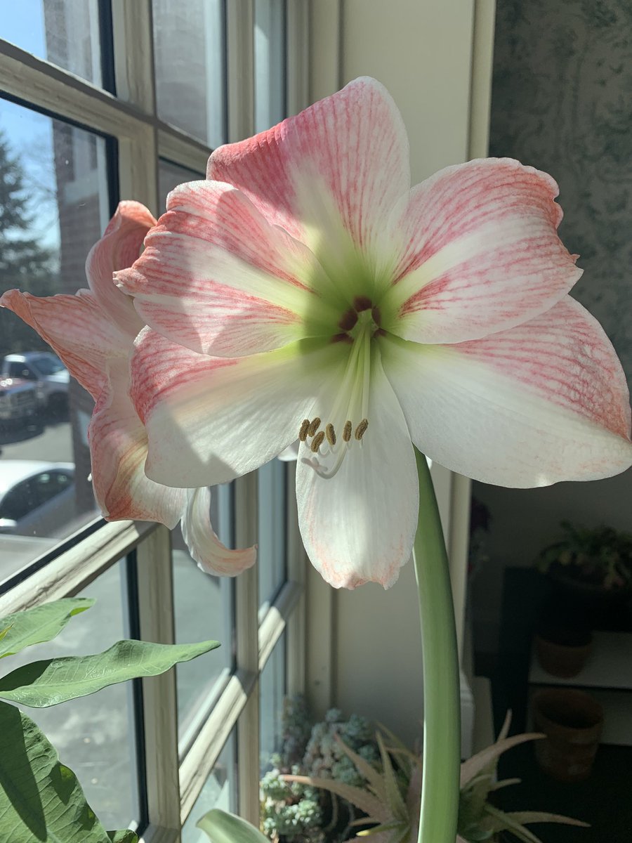 YaleCIE's tweet photo. Welcome to 380 Edwards, home to the @YaleEnvironment’s Center for #IndustrialEcology and the Seto Lab: #Urbanization &amp; #Global Change. We are incredibly fortunate to have our resident botanical expert, Tim de Cerbo who helps usher in spring with his beautiful blooms! https://t.co/ov8ClW5S4i