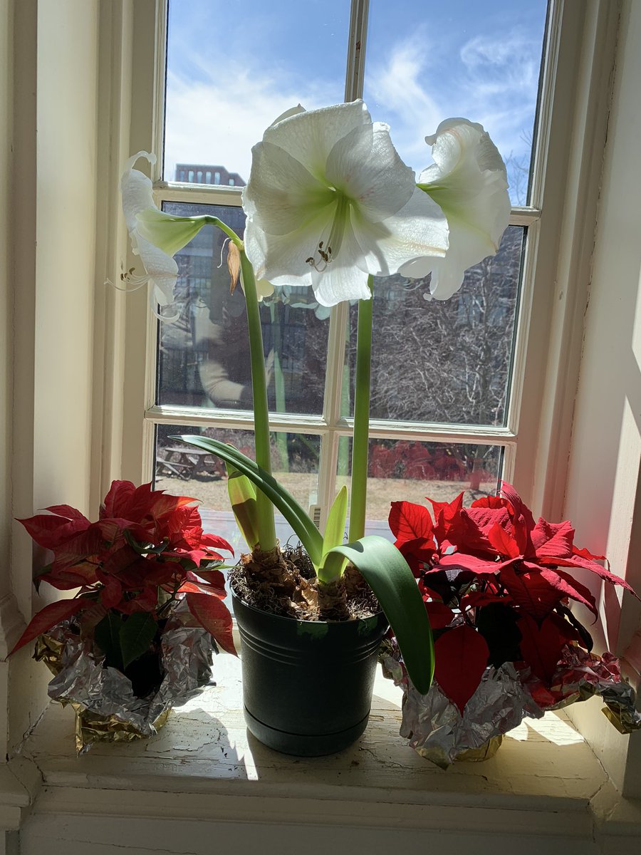 YaleCIE's tweet photo. Welcome to 380 Edwards, home to the @YaleEnvironment’s Center for #IndustrialEcology and the Seto Lab: #Urbanization &amp; #Global Change. We are incredibly fortunate to have our resident botanical expert, Tim de Cerbo who helps usher in spring with his beautiful blooms! https://t.co/ov8ClW5S4i