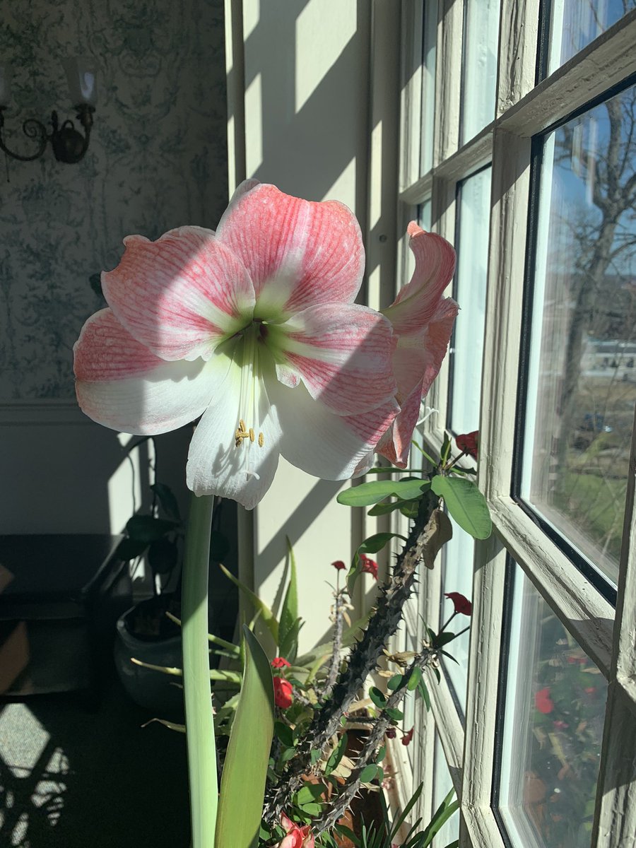 YaleCIE's tweet photo. Welcome to 380 Edwards, home to the @YaleEnvironment’s Center for #IndustrialEcology and the Seto Lab: #Urbanization &amp; #Global Change. We are incredibly fortunate to have our resident botanical expert, Tim de Cerbo who helps usher in spring with his beautiful blooms! https://t.co/ov8ClW5S4i