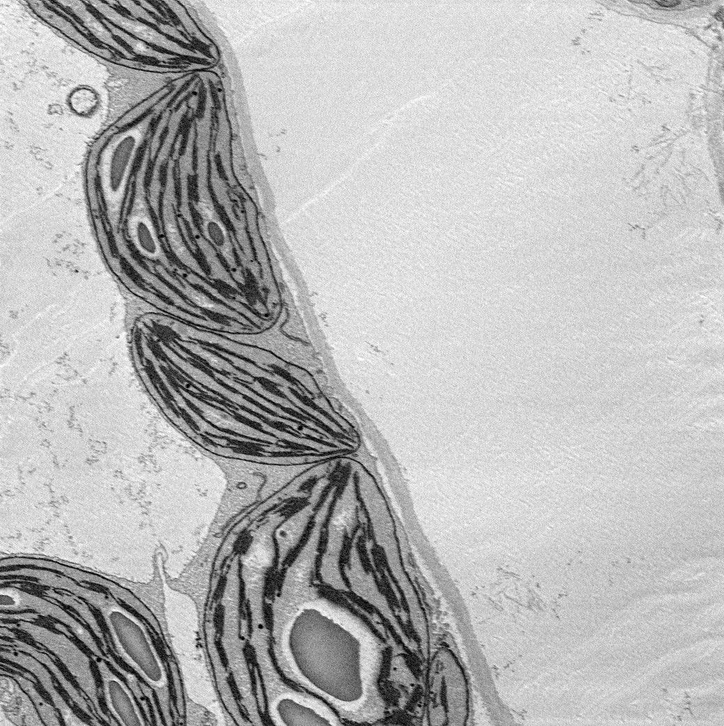 JohnInnesCentre's tweet photo. Happy #WorldMicroscopeDay! 🔬
This evening, we're playing a Twitter #WhatIsIt game using images taken by our brill #Bioimaging team. First, can you guess what this image is of?
Hint: it's a structural part of a plant cell. Guesses below ⬇
Answers revealed tomorrow at 12pm 🍃 https://t.co/9ZwecTsbTO