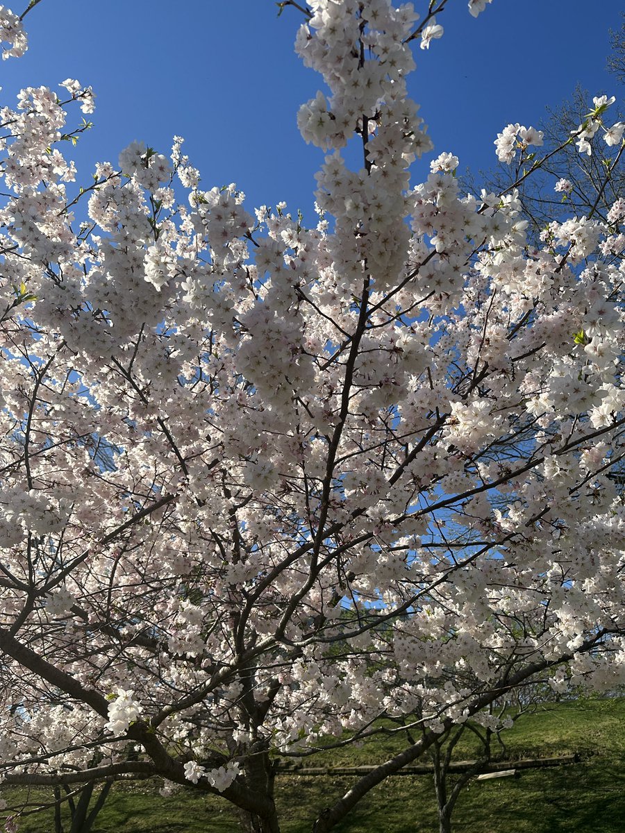 Cherry Blossom Season 🌸✨